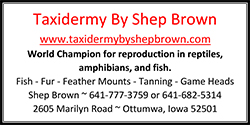 Taxidermy by Shepp Brown